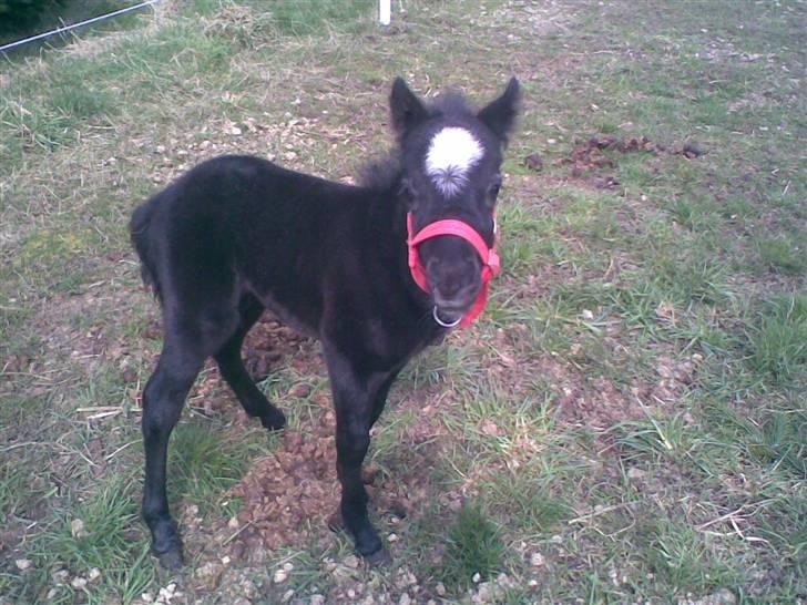 Welsh Mountain (sec A) blackie  - hov hvem er du billede 7