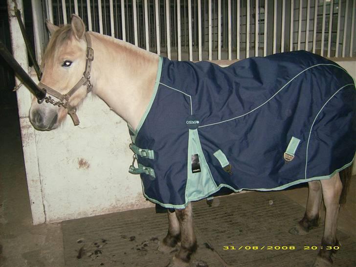 Fjordhest Dior **solgt/Efterlyses** - Dior sep. 2008 billede 1