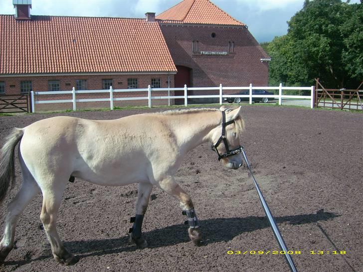 Fjordhest Dior **solgt/Efterlyses** - i longen for første gang billede 2