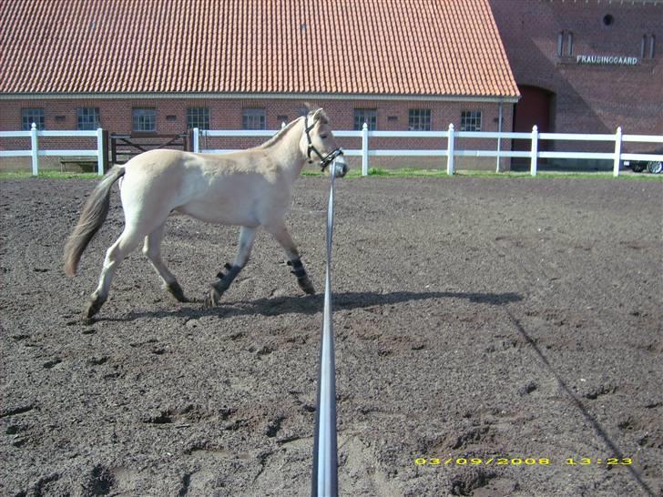 Fjordhest Dior **solgt/Efterlyses** - i longen billede 3