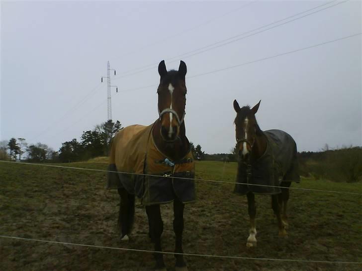 Dansk Varmblod Hannibald RIP - Kunne man måske få en godbid? billede 10