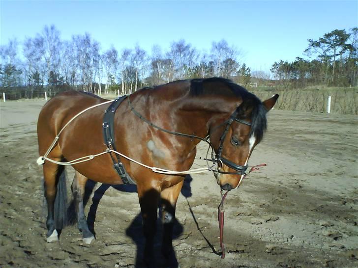 Dansk Varmblod Hannibald RIP - Min lækker dreng billede 11