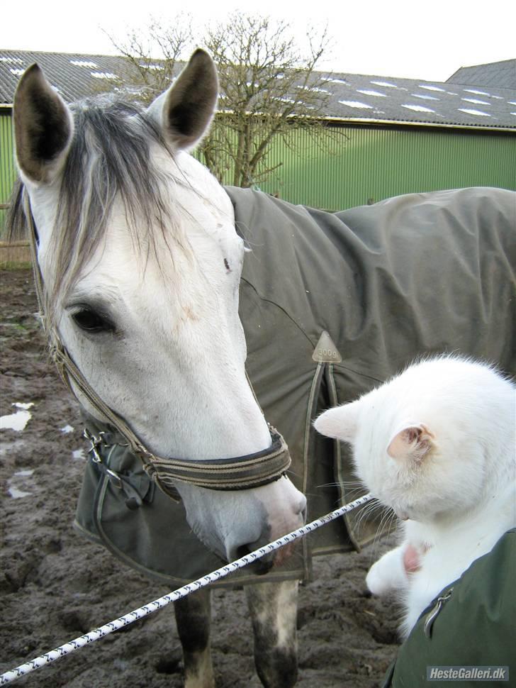 Dansk Varmblod Ronaldo - Ronaldo hilser på Perle:) som skider på gulvet og gør Liv meeeget sur! altså Perle gør:) ikk Ronaldo...men det ville være sjovt:)! billede 2