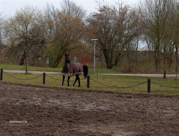 Anden særlig race Stacia - SOLGT - ligegyldigt hvad andre ser, betyder du stadig alverden for mig! billede 9