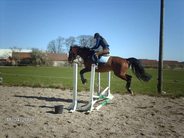 Holstener Lillestaruphøjs Casmir himmelhest  - Weeeiii overdivelse fremmer forståelse billede 19