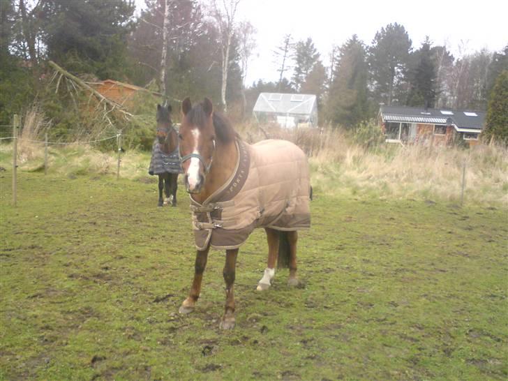 Anden særlig race Agazi (SOLGT) - Dejlige Agazi og hans bedsteven Mango bagved<3 billede 13