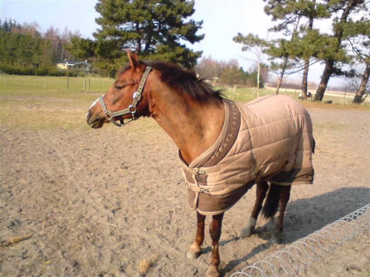 Anden særlig race Agazi (SOLGT) - Agazi er lige kommet ud på folden efter vi har redet:-D billede 14
