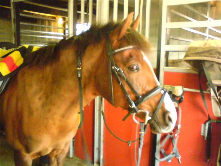Anden særlig race Agazi (SOLGT) - Agazi på staldgangen:-D billede 15