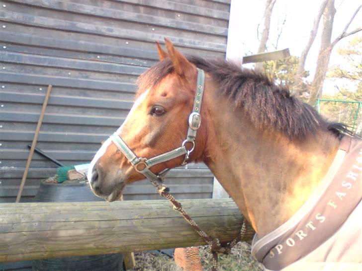 Anden særlig race Agazi (SOLGT) - Agazi der står og kigger:-D billede 16