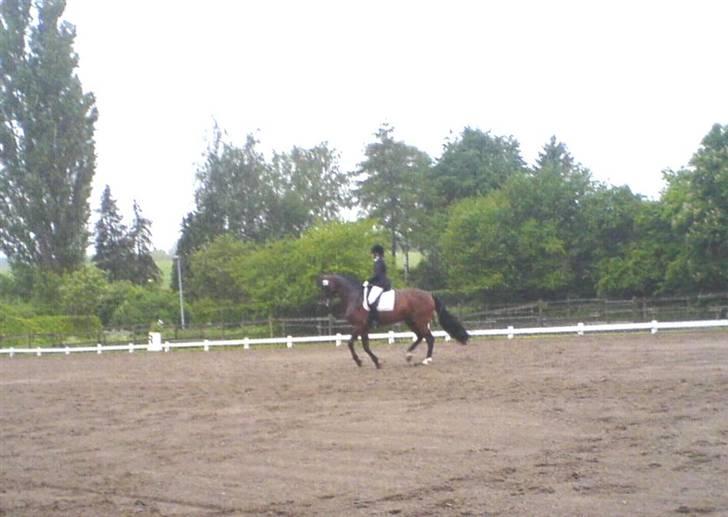 Oldenborg Miss Peri - stævne billede 10