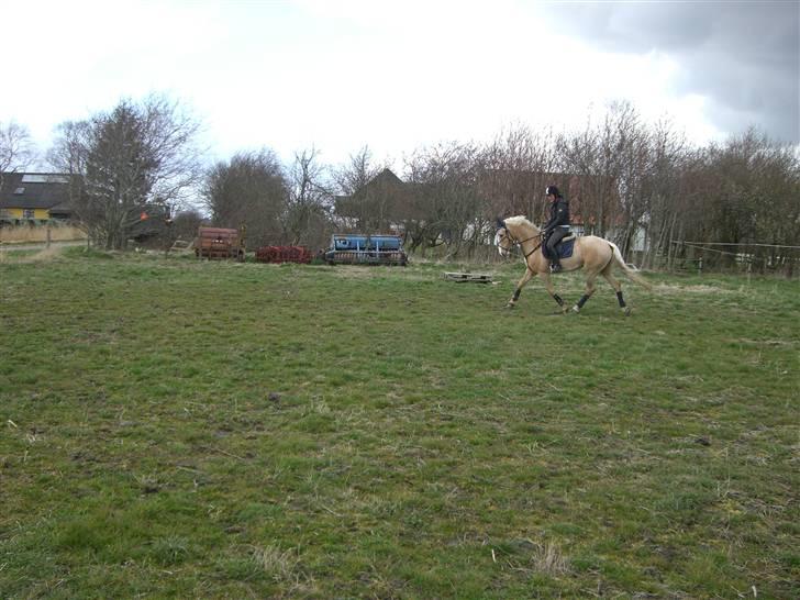 Palomino Miss Saigon (solgt) billede 11