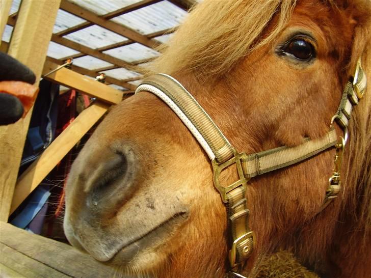 Islænder sleipnir fra solholt †RIP - hej med dig;) er jeg ikke fin? billede 7