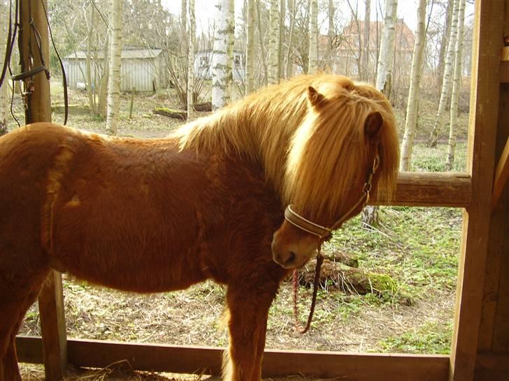 Islænder sleipnir fra solholt †RIP - du der har du en godbid`? billede 8