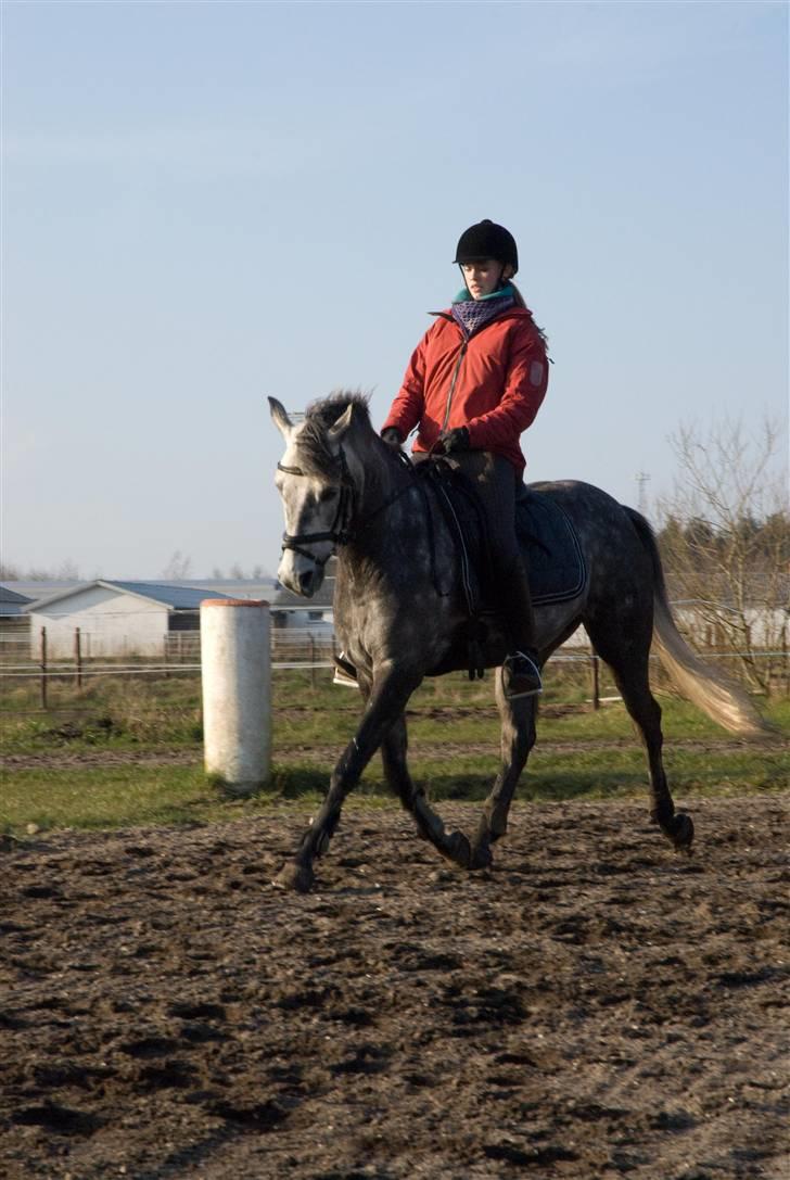 DSP Målunds Magpie -  Mund =lidt bedre:s! wee... foto: Anne slyngborg:D billede 10