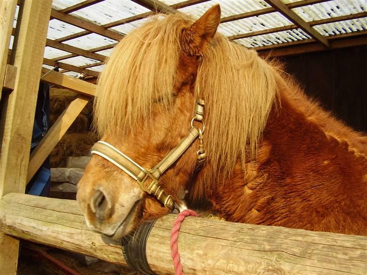 Islænder sleipnir fra solholt †RIP - alså mit hoved er alt for tungt! godt der er en støte pel! billede 9