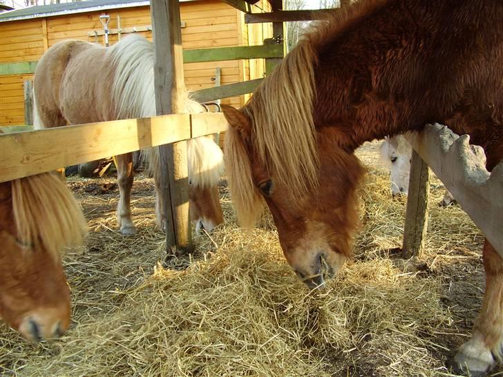 Islænder sleipnir fra solholt †RIP - endlig kom maden! billede 10