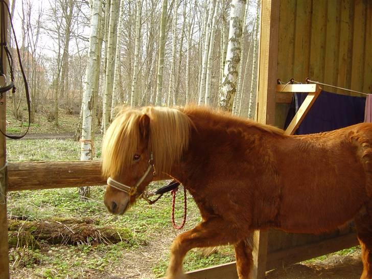 Islænder sleipnir fra solholt †RIP - se hvor højt jeg kan løfte mit ben! billede 11