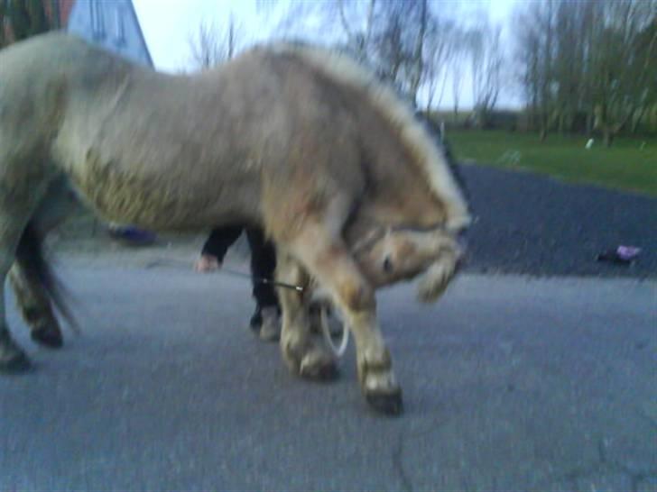 Fjordhest Prins Wilton R.I.P. :'( - Vi øver os i at neje ;) billede 19