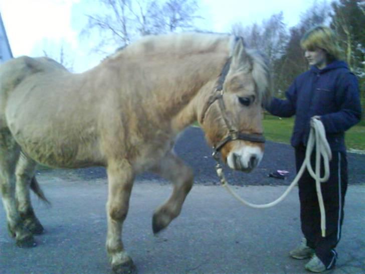 Fjordhest Prins Wilton R.I.P. :'( - Vi øver os i spanske skridt .. han syns selv han gør det helt korrekt - meen han har gjort det bedre .. Men han er dygtig :D billede 20