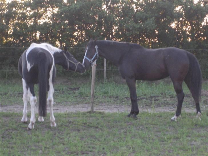 Dansk Varmblod Malue Åbo billede 1