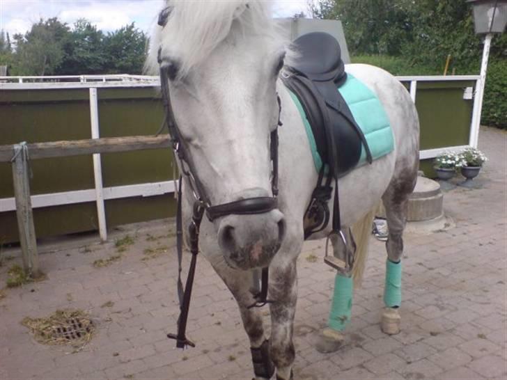 Anden særlig race Lucky Silver Star - Der er nogle der ikke syntes at den farve er pæn.. men jeg syntes at den er hel vild sej til ham :D billede 19