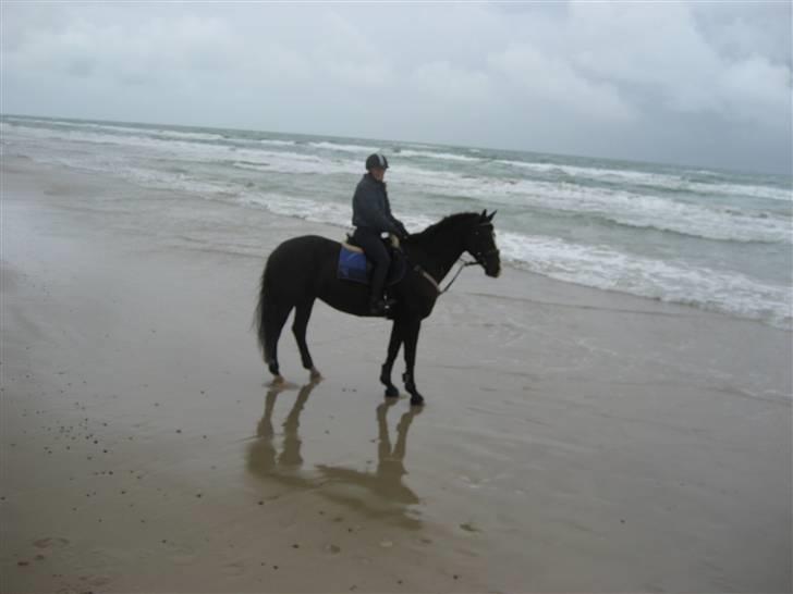 Dansk Varmblod Malue Åbo billede 2