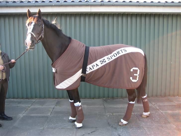 Dansk Varmblod Malue Åbo billede 3