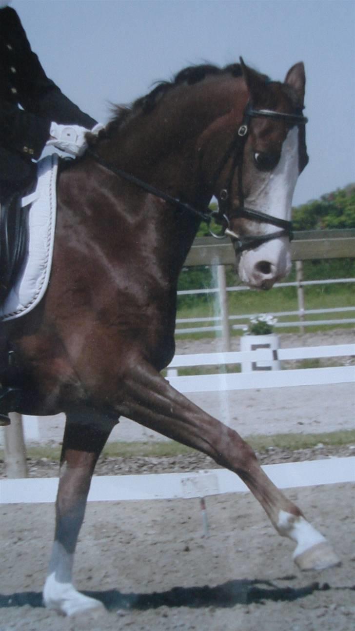 DSP Pascal * B-pony* billede 14