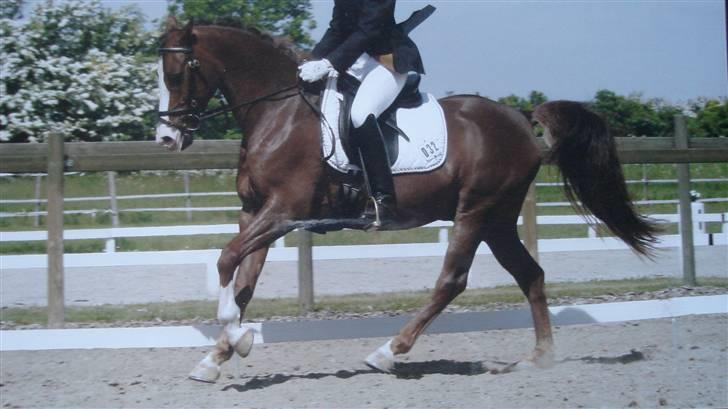 DSP Pascal * B-pony* billede 16