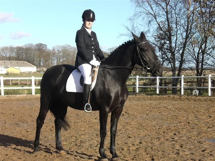 Anden særlig race Blackie - til stævne.! billede 1