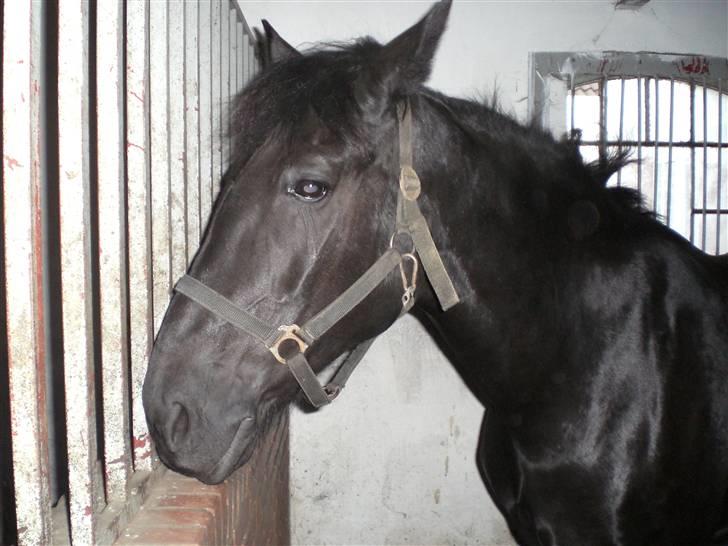 Anden særlig race Blackie - i stalden.! billede 3