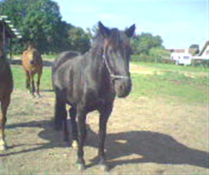 Anden særlig race Blackie - på folden..<3 billede 5