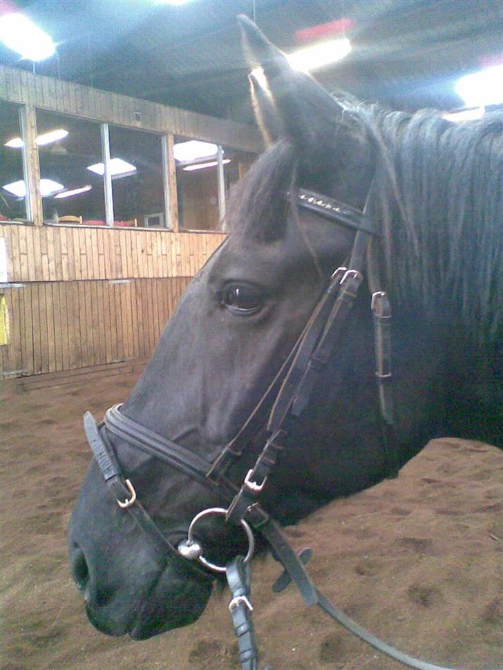 Anden særlig race Blackie - uuh, pretty face.!<3 billede 6