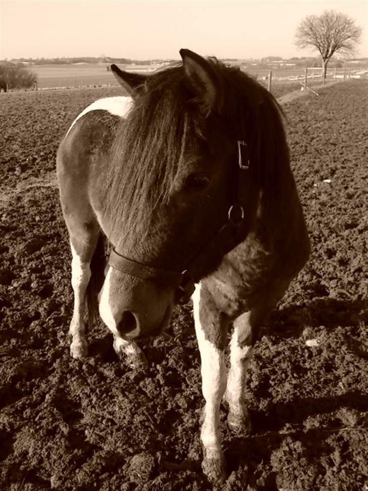 Anden særlig race Mr.Melle  "SOLGT" - Velkommen til Melle´s profil.... billede 1