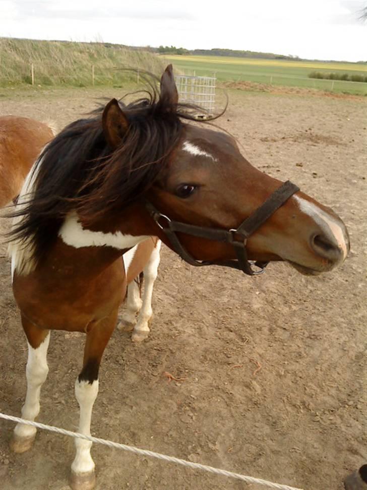 Anden særlig race Mr.Melle  "SOLGT" - "NYT" Mr. Melle efter han er blevet vallak :o) 09´ billede 2