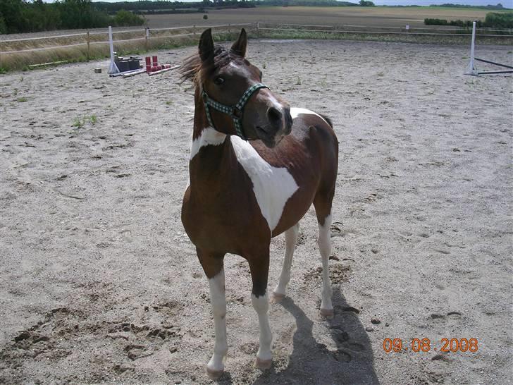 Anden særlig race Mr.Melle  "SOLGT" - Mr. Melle på ridebanen Aug. 08´ billede 3