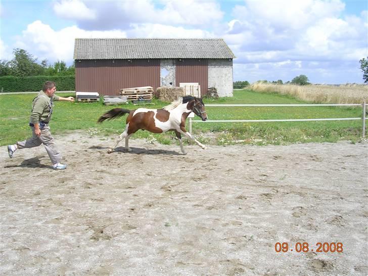 Anden særlig race Mr.Melle  "SOLGT" - Mr. Melle på ridebanen Aug. 08´ billede 4