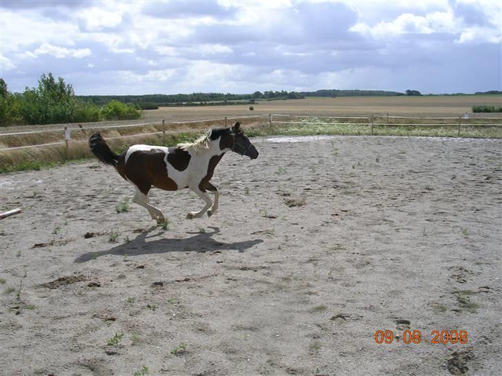Anden særlig race Mr.Melle  "SOLGT" - Mr. Melle på ridebanen Aug. 08´ billede 5