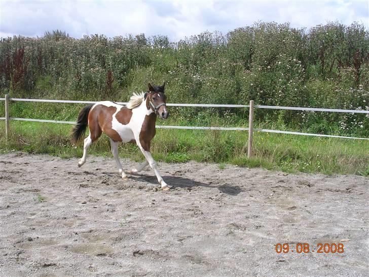 Anden særlig race Mr.Melle  "SOLGT" - Mr. Melle på ridebanen Aug. 08´ billede 6