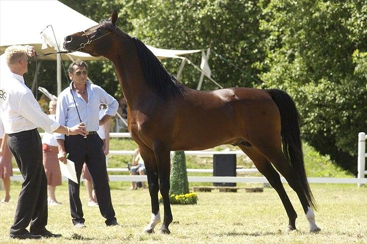 Arabisk fuldblod (OX) Prosper - Fotograf: Julie Agersten billede 8