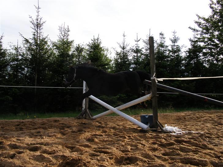 Welsh Pony (sec B) Blackie - Løsspringning..=) billede 2