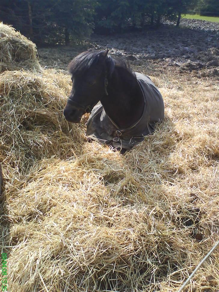 Welsh Pony (sec B) Blackie - Blackie slapper lige af... o_O  (: billede 3