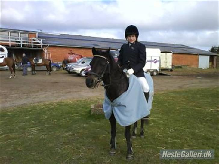 Welsh Pony (sec B) Blackie - Første stævne =D billede 4