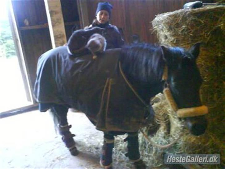 Welsh Pony (sec B) Blackie - er ved at gøre klar til stævne x) billede 5