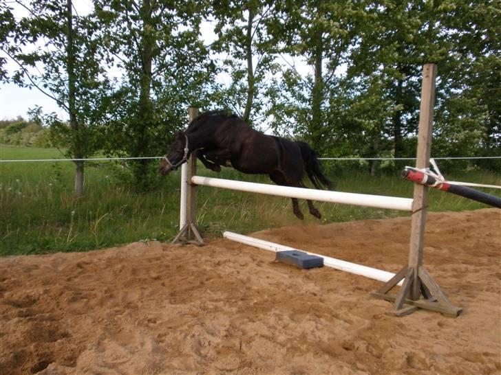 Welsh Pony (sec B) Blackie - Løsspringning!! 90 cm :p  billede 6