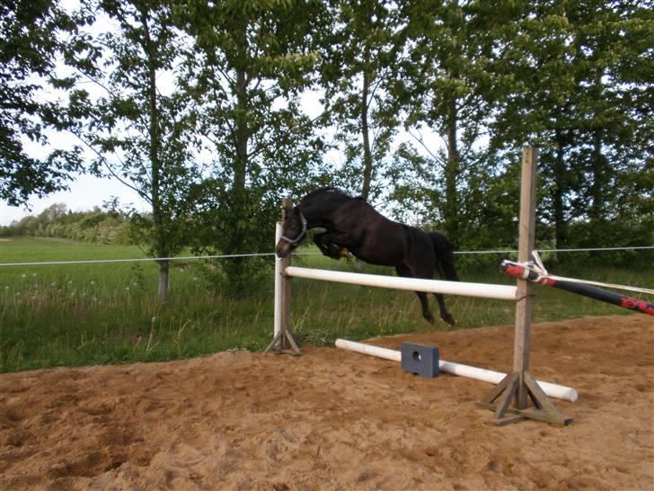 Welsh Pony (sec B) Blackie - Blackie min super pony springer 1 m =) billede 7