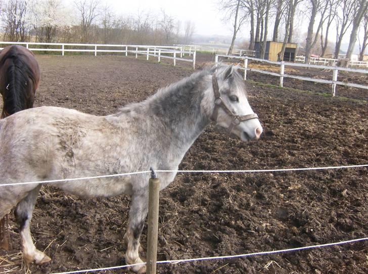 Welsh Mountain (sec A) Fjordglimt Miss Corona billede 11