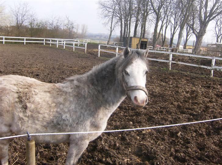 Welsh Mountain (sec A) Fjordglimt Miss Corona billede 12