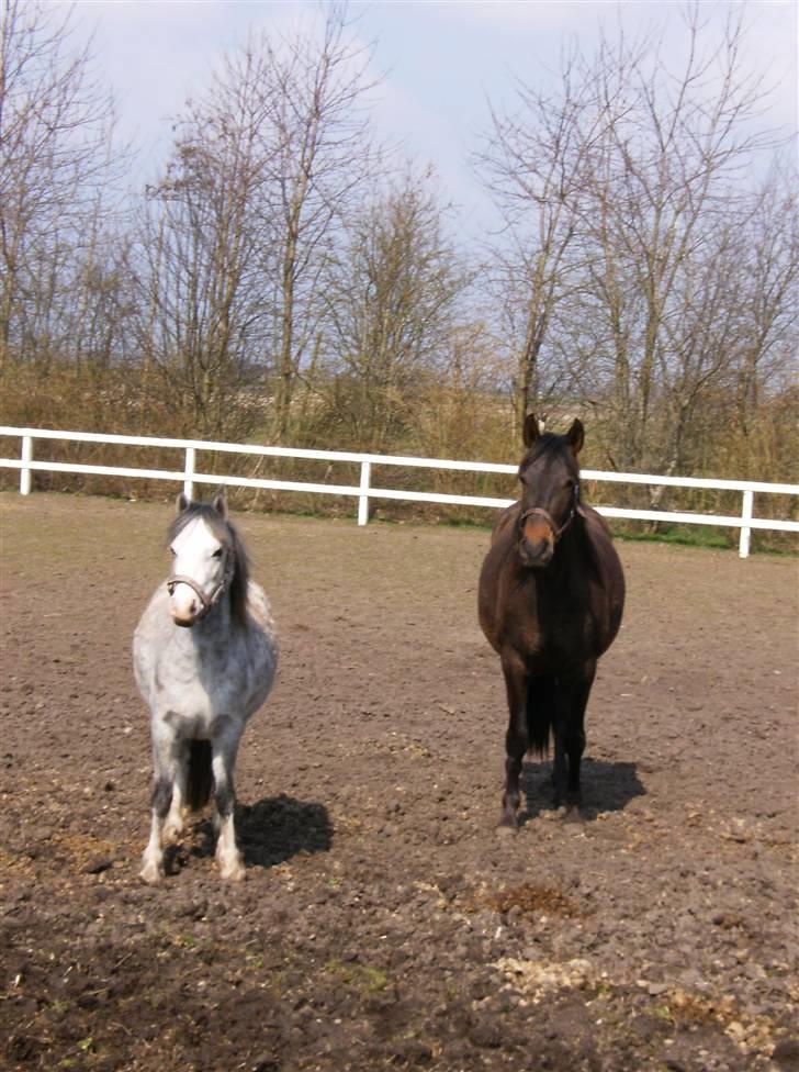 Welsh Mountain (sec A) Fjordglimt Miss Corona billede 13