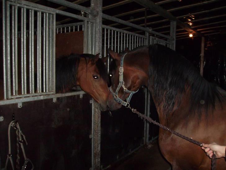 Arabisk fuldblod (OX) Prosper - første møde med Eleiza efter tre år! billede 13